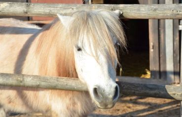 Ponyreiten
